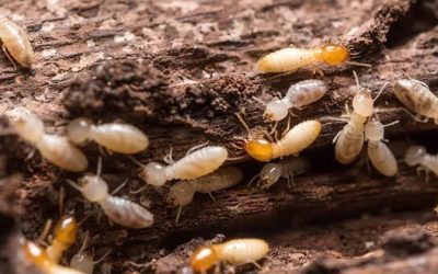 Termite Trouble? How to Prevent Infestations—and What to Do If It’s Too Late